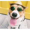 Gafas de sol de mascotas de metal circulares para accesorios para mascotas